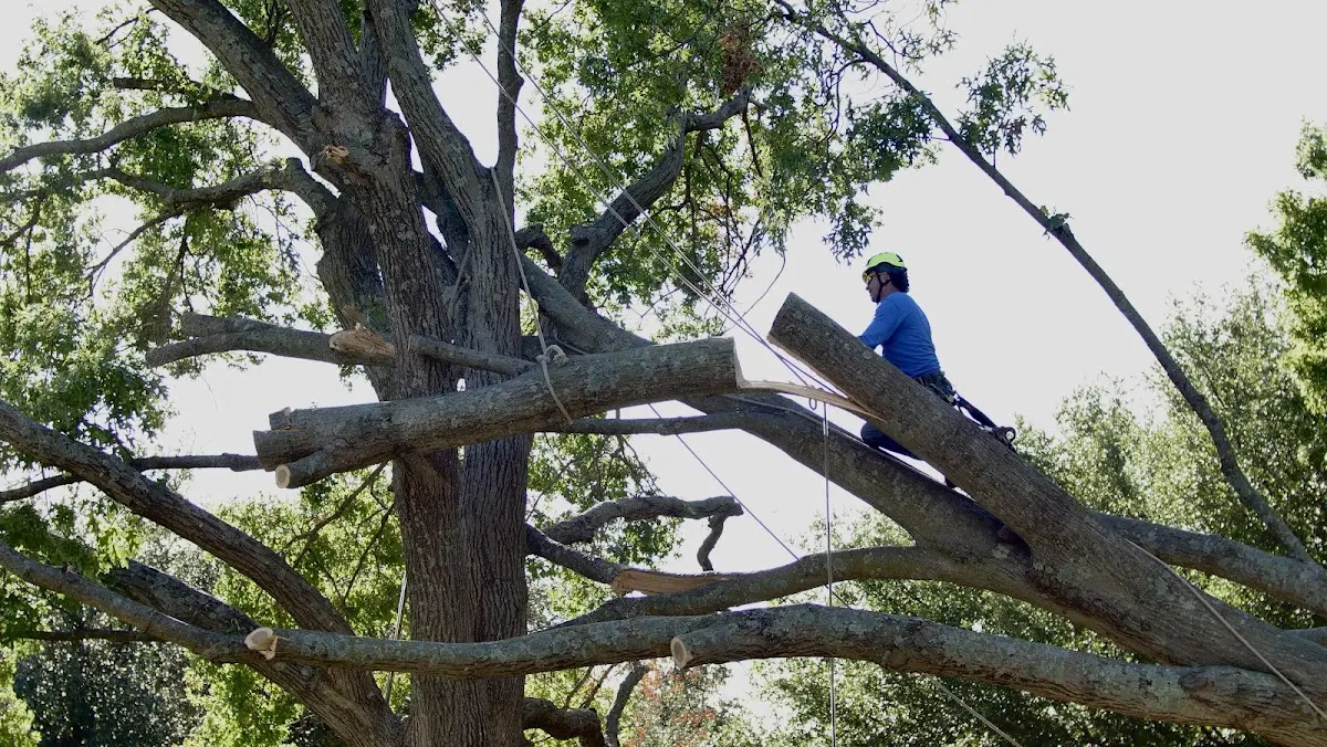 Professional Hazardous Tree Removal performed by certified arborists in Lisco