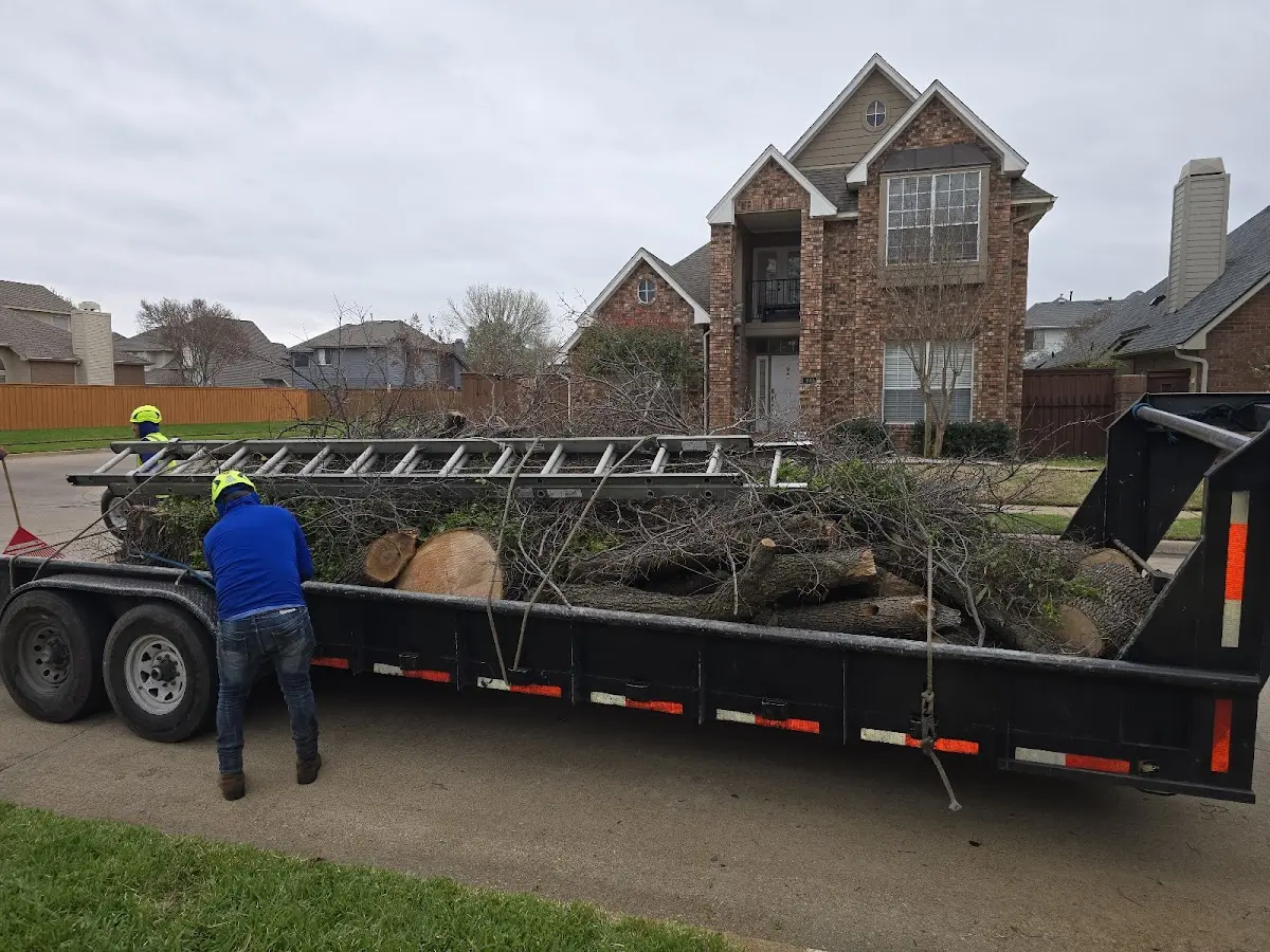 Expert Tree Removal with proper safety equipment in Lisco